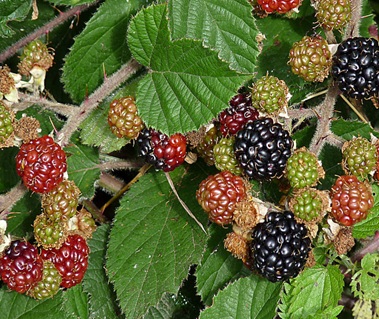 Ежевика-кустистая