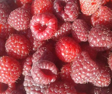 Малина сорта Мейданлы