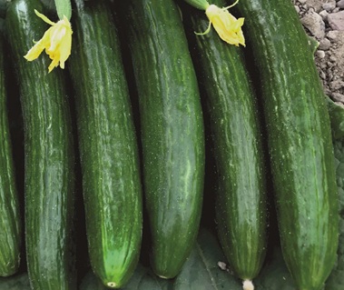 Огурец Офицер