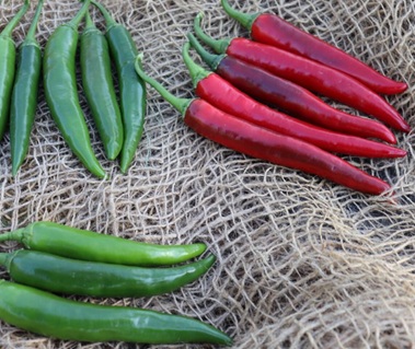 Острый перец Вигро