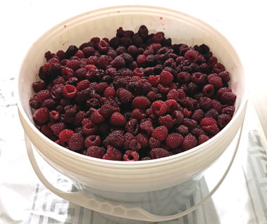 Переспевшая малина сорта Мейданлы