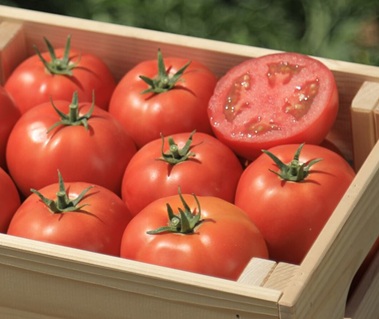 Помидор ББ СТМ 0956