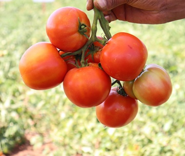 Помидор Даг Арслан