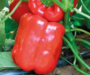 Сладкий перец Геркулес
