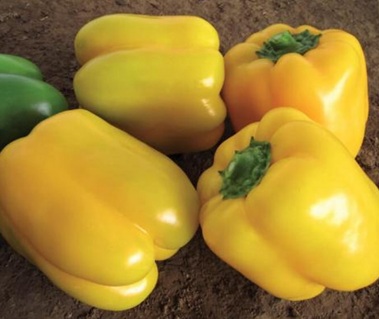 Сладкий перец Соланор