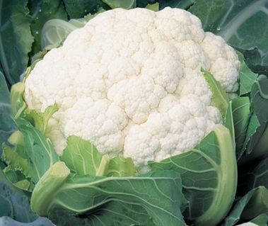 Цветная капуста Таласса