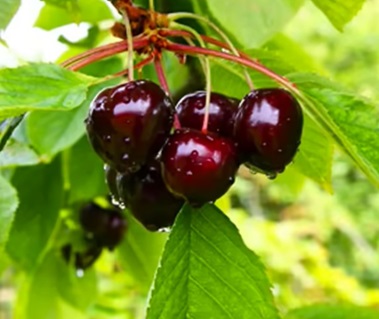 Черешня сорта Шамы